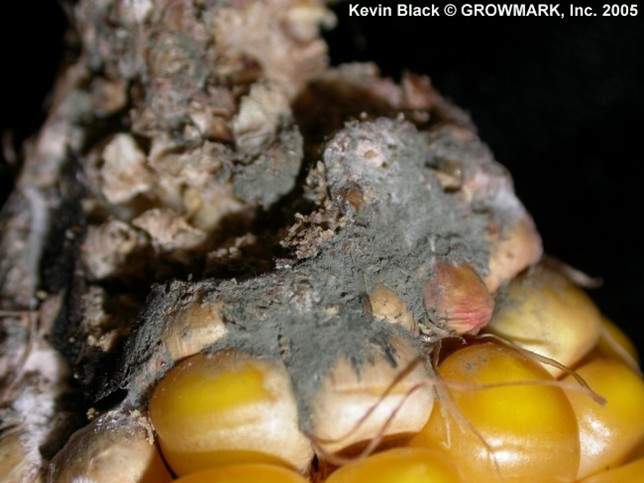 Penicillium Mold on Insect-Damaged Ear Penicillium Mold on Insect-Damaged Ear